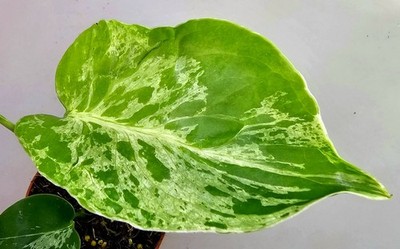 Monstera Bulbasaur - D61