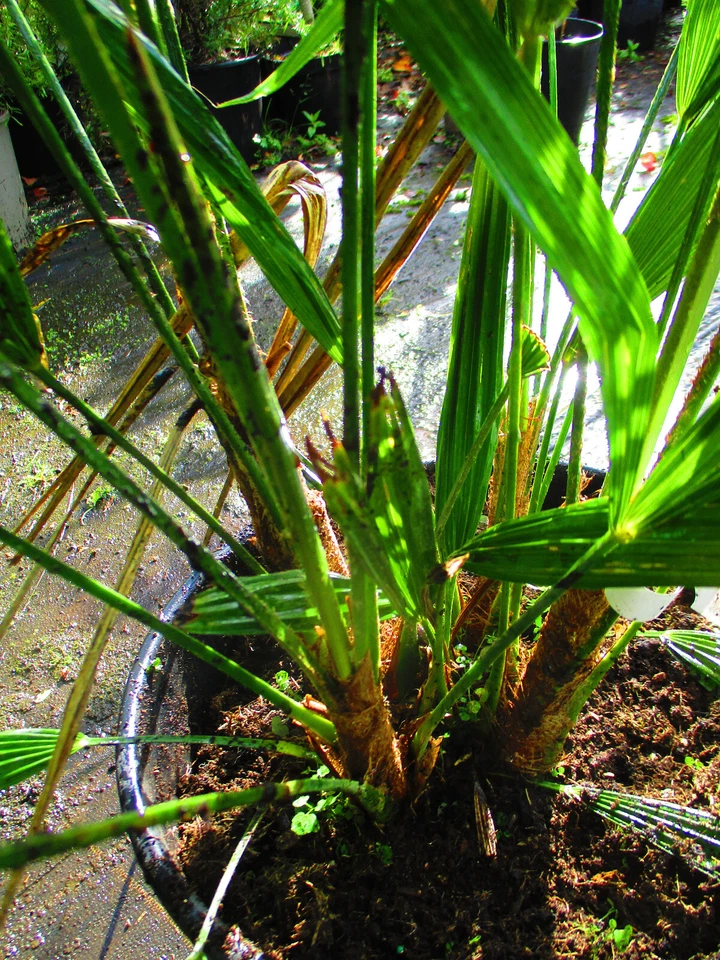 3ft inc. pot  Hardy Palm Tree Trachycarpus fortunei, 15litre, MULTI-TRUNK - Image 2 of 4