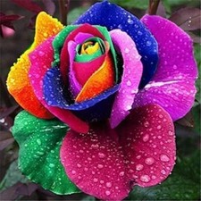 300 Rare Multi Colorful Rainbow Rose Seeds for Planting Beautiful Rose Potted P