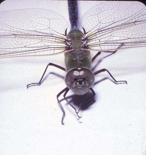 Vintage Stereo Realist Photo 3D Slide DRAGONFLY Macro