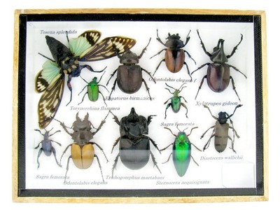 Single Piece - Real Taxidermy Insects and Crawlers in 3D Display Case - A-M-50