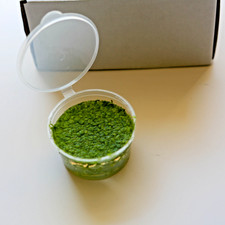 100 Plus Duckweed Indoor Grown- Free Shipping- BUY 2 GET 1 FREE.