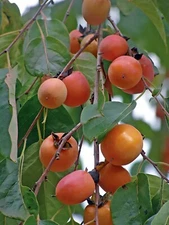 American Persimmon, Diospyros virginiana, Tree Seeds