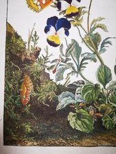 1774,L'ADMIRAL JACOB MAGNIFICENTLY ILUSTRATED ENTOMOLOGICAL PRINT UXH