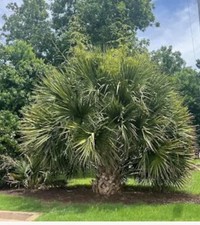 Sabal brazoriensis – 3 Gallon – Extremely Rare Texas Hybrid Palm