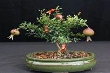 Punica granatum 'nana' ( Dwarf Pomegranate ), 15 seeds