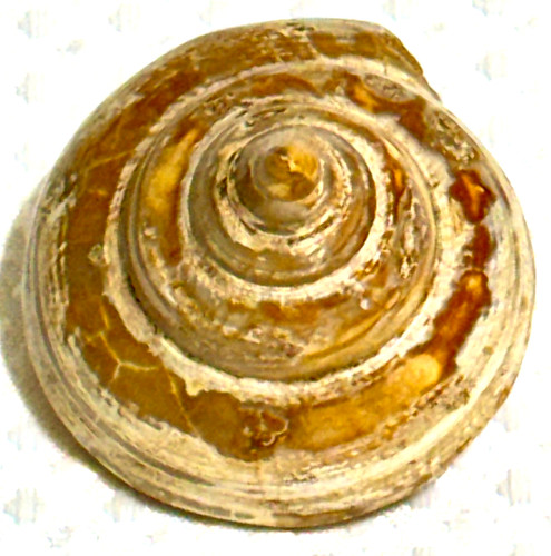 Rare Turbo Sea Shell Fossil 84 gr. .18 pound  #645