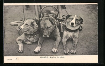 Ansichtskarte Belgique, Attelage de chiens 
