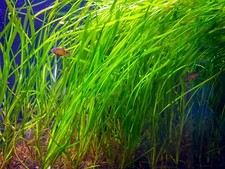 20 Jungle val Vallisneria live Aquarium Plants easy aquatic plant planted tank