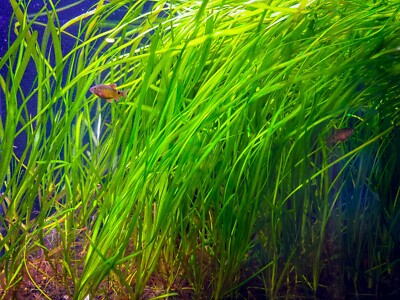 cryptocoryne aquarium plant Cryptocoryne Lucens – Compact & Hardy Plant main image 0