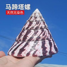 10cm Horseshoe Tower Shell Natural Sea Shell Aquarium Decor Rare Specimen
