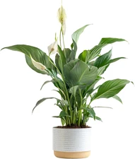 Peace Lily, Live Indoor Plant with Flowers, Easy to Grow Houseplant in Decora...