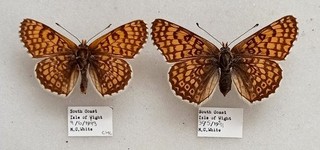 A PAIR OF BRITISH GLANVILLE FRITILLARY FROM THE ISLE OF WIGHT M.C. WHITE