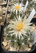 Escobaria Missouriensis  V. Asperispina  Cactus Plant