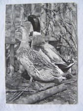 Postkarte Ansichtskarte alt Tiere Vögel Ente Prag Josef Hirsal Foto schwarz weiß