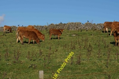 Foto A2 Ingwerrinder von Old Dam Lane Einige Krähen schauen auf c2021