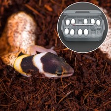 Reptile Breeding Box Reptile Lizard Incubation Box Container hatching box