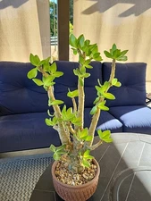 Tylecodon Paniculatus cv Cactus Succulents Rare Hybrid