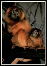 POSTCARD Golden Lion Tamarins at Woodland Park Zoological Gardens, WA UNP