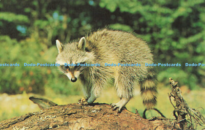 R681502 Mr. Racoon. Eine Banditenmaske und beringter buschiger Schwanz identifizieren dieses kleine Teufel