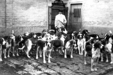 vnn-7 Hunting, Foxhounds, The Southdown, Sussex. Photo