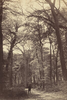 wald_szene_4X6_FOTO