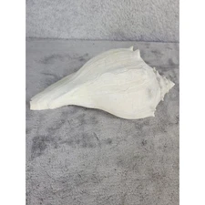 Large 8" White Conch Shell Natural Seashell Beach Decor Nautical Home Decor