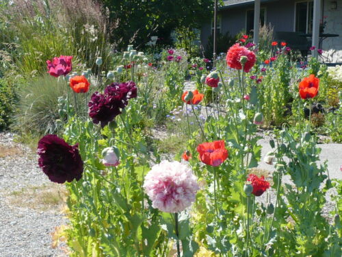 Mezcla de jardín semillas de amapola Papaver S enorme variedad 5000+ *Shelley también conocida como PoppyQueen - Imagen 1 de 20