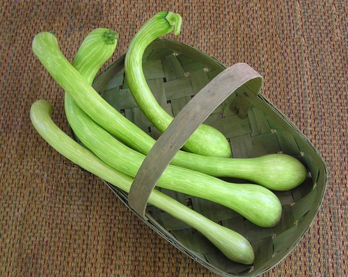 CLIMBING ITALIAN SQUASH / COURGETTE - TROMBETTA D'ALBENGA - 25 SEEDS - Zdjęcie 1 z 3