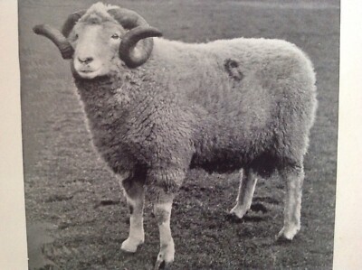 Antique 1910, sheep print ,picture, LIMESTONE CRAGG  RAM