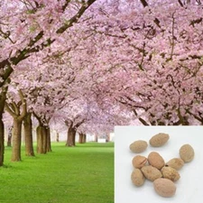 Pink Cherry Blossoms Tree Seeds Sakura -10/20/50 Packs-Same Day Shipping