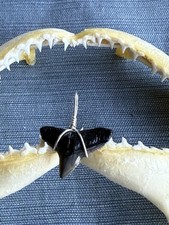 SHARK TOOTH PENDANT..fossilized 3/4 inch upper Bull from Venice Florida.