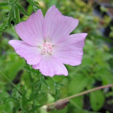 Malva moschata, Musk Mallow, 3 x 125cc Plug Plants, 0rganic