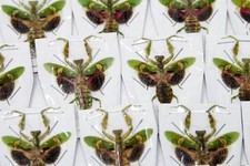 LOT OF 50 Jewelled Flower Praying Mantis (Creobroter gemmatus) A1 Specimens