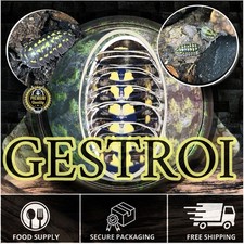 Gestroi Isopods x50 