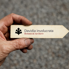 Davidia involucrata | Handkerchief Tree | Dove Tree | 100