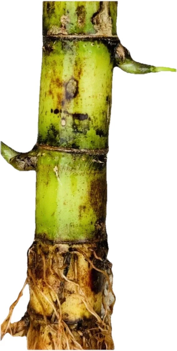 5 PCS CUTTING READY GREEN SUGARCANE ORGANIC SWEET JUICY ☀️FRESH FROM FLORIDA NEW
Opens in a new wind