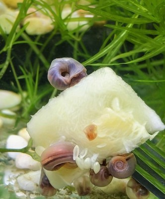 8 Live Mixed Ramshorn Snails Blue Pink Leopard - Freshwater Algae Eaters Tank