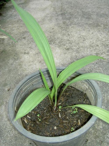 3 Plants of MOLINERIA LATIFOLIA HERB Plant+ FREE Phytosanitary ...