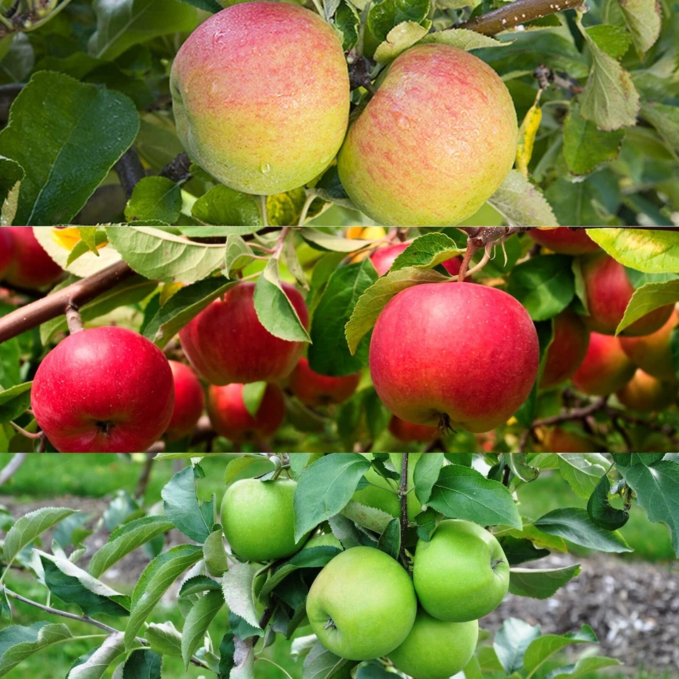 Patio Apple Tree - Mixed Varieties - Patio Fruit Tree 2-4ft in 5 Litre Pot - Image 2 of 4