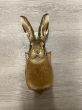 Taxidermy Hare Head very good mount looks good on any wall