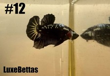 Live Betta Black Samurai HMPK Male Halfmoon Plakat Premium quality USA Ship 12