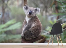 3D Koala Branch Animal ZHUA1459 Wallpaper Wall Murals Removable Self-adhesive
