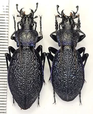 Carabidae, Carabus (Megodontus) croaticus ssp.carniolicus, A1 pair, Slovenia