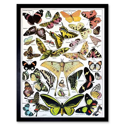Scientific Illustration Butterfly Moth Colour Drawing 12X16 Inch Framed Print