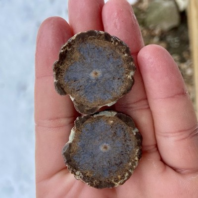 Unique Thunder Egg Pair Look Like Eyeballs 1.55 Oz Unpolished