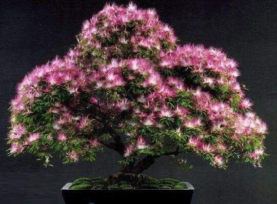 Bonsai-Samen Afrikanischer Seidenakazien-Baum - Seed | eBay.de