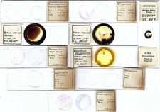 Assorted Microscope Slides (AD)