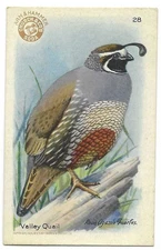 Valley Quail Series No 4 Bird Card Arm & Hammer Church & Dwight #28 1924