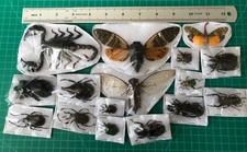 15 Real Insects Beetle Cicada Scorpion Dried Taxidermy Specimen Oddities Decor